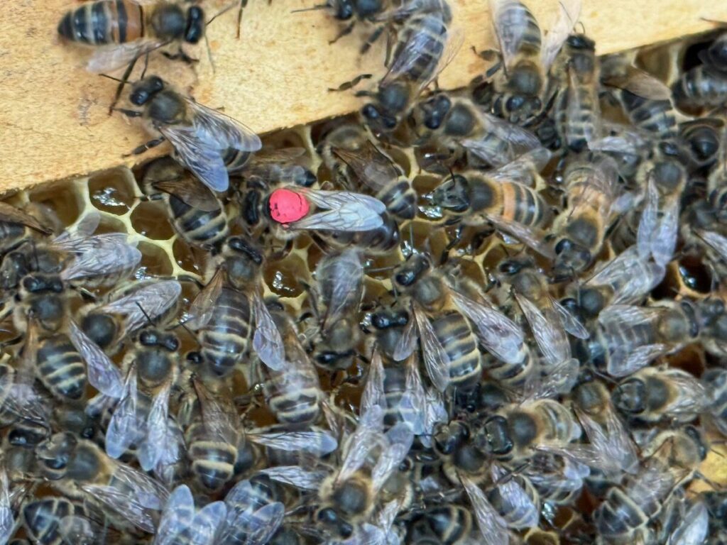The Queen Bee on a frame surrounded by other bees