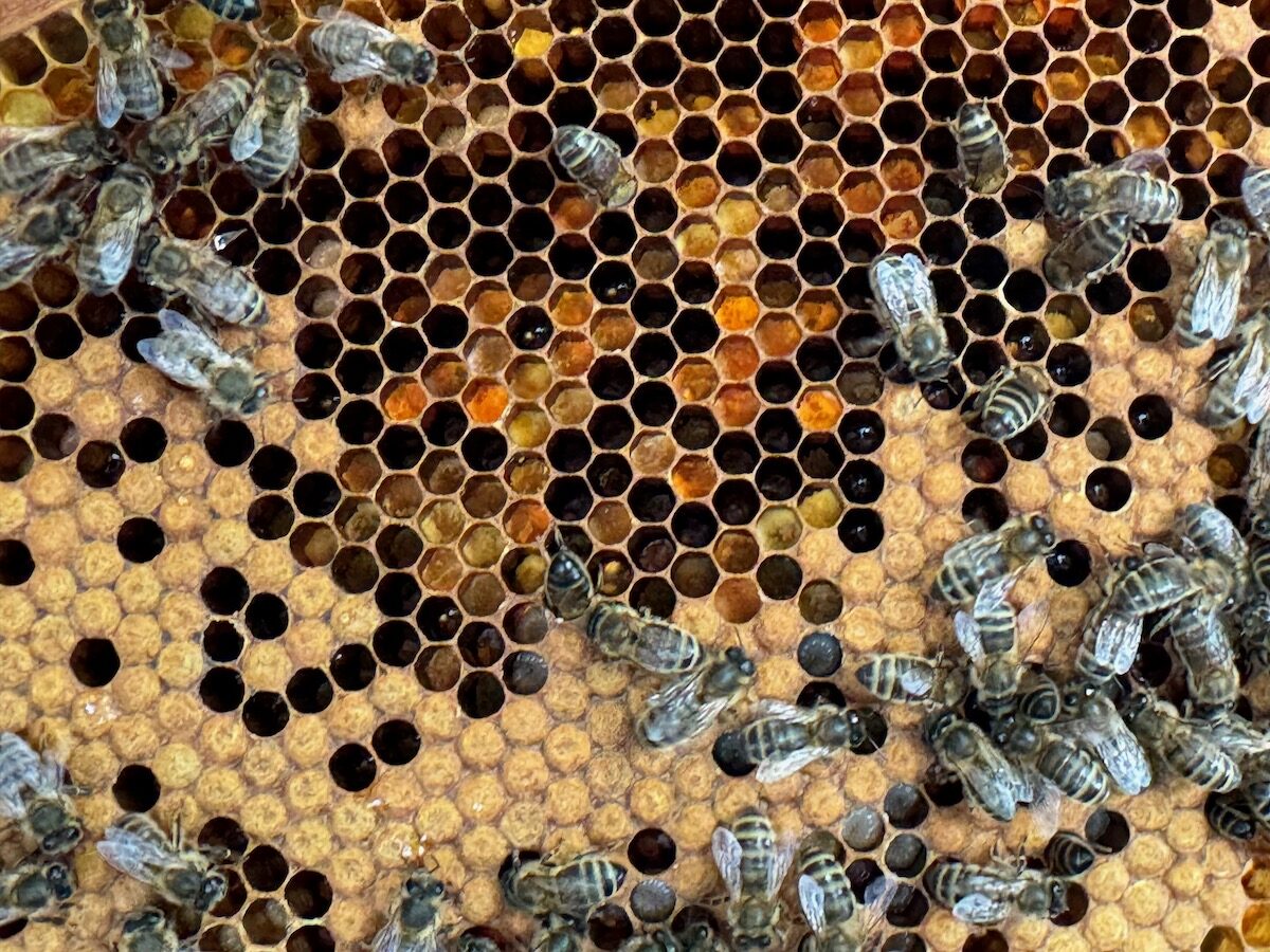 Choose up of a frame from a beehive, different cells filled wit different coloured pollen. Some bees mostly at the bottom right