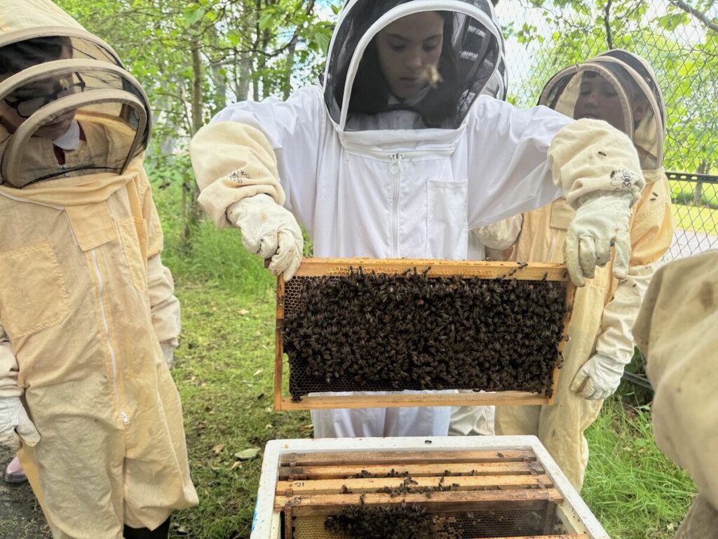 Child own bee suit removing frame from bee hive