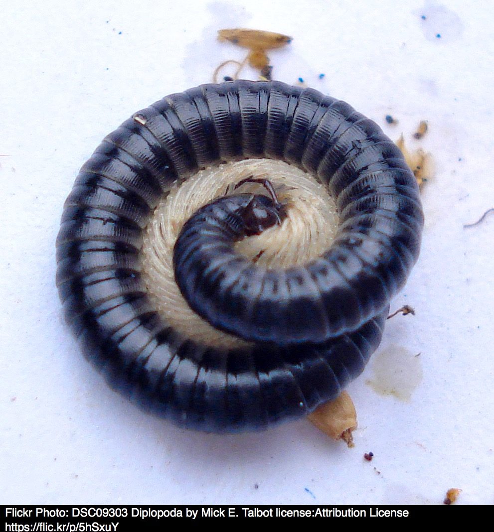Millipede Make a Fact Sheet Banton Buzz