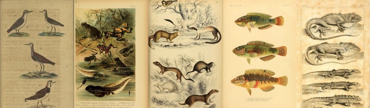 Classifying Vertebrates