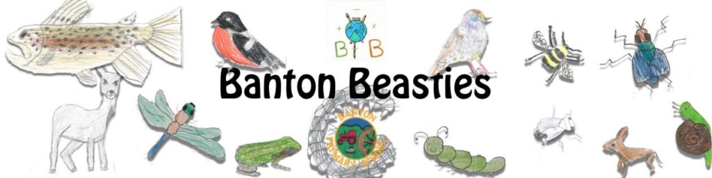 A Banner image, Children's drawing of a variery of wildlife and the words Banton Beasties cenerered