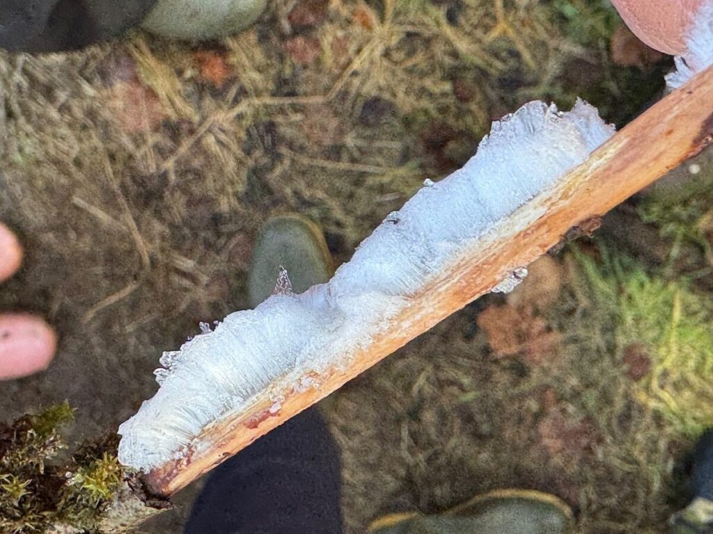 ice hair on a stick