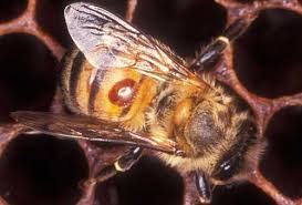 varroa feeding on bee