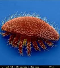 varroa mite