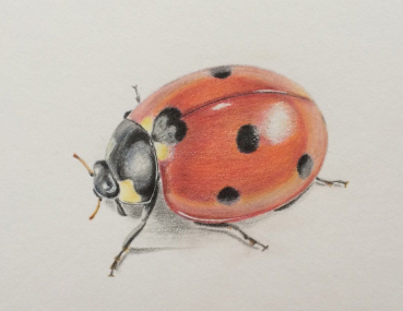 How to Draw a Ladybird Spider Using Color Pencils – Learn to Draw Books