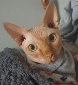 A sphinx cat called Ian