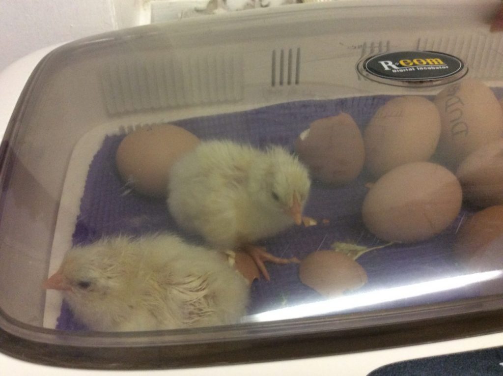 P4 egg update | Barsail Primary