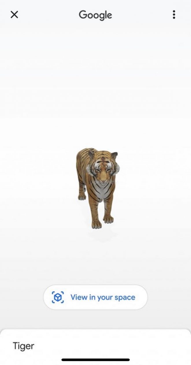 Google 3D Animals – Williamsburgh Primary 2 Blog