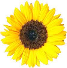 Sunflower - logo of the SfL Department
