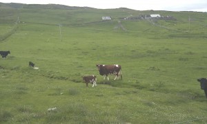 Jennifers Shetland calves