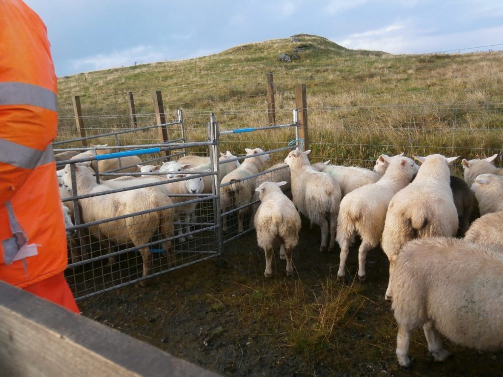 Yell Sheep Sale