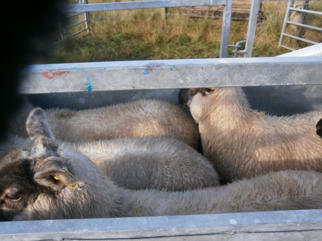 Yell Sheep Sale