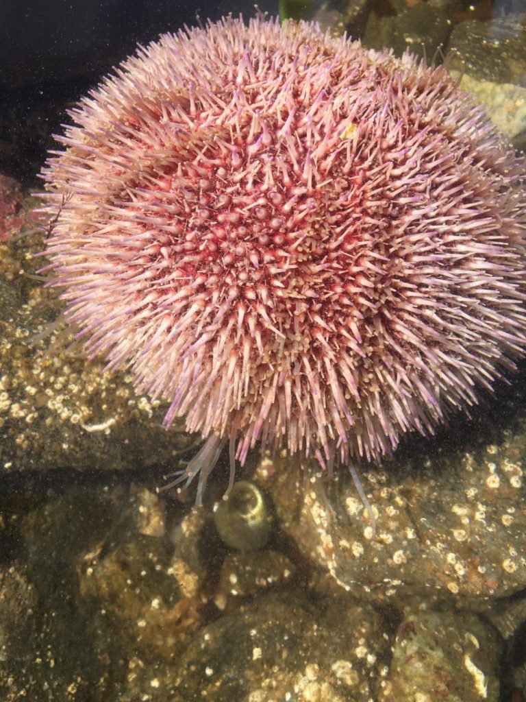 sea urchin tube feet Shetland Digital School Hub