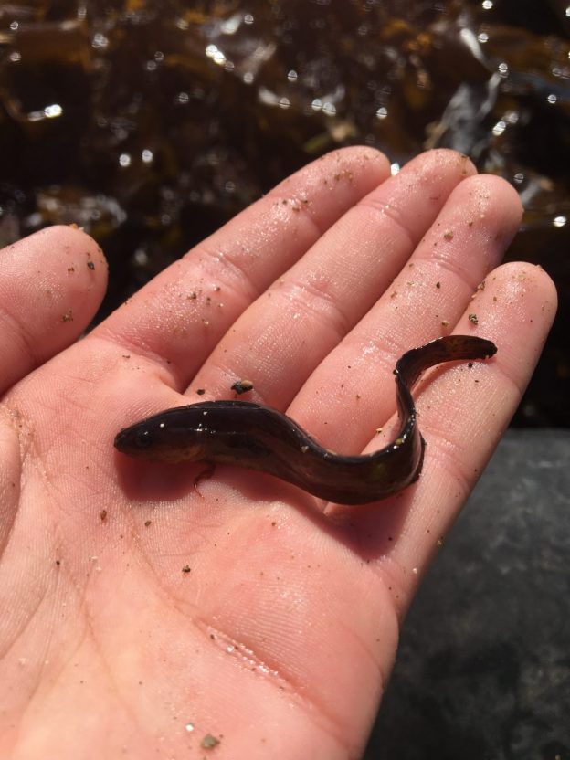 silver eel Shetland Digital School Hub