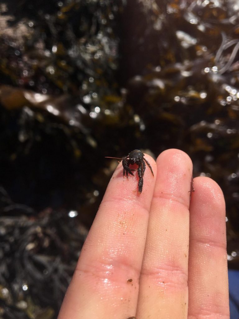 Squat lobster Shetland Digital School Hub