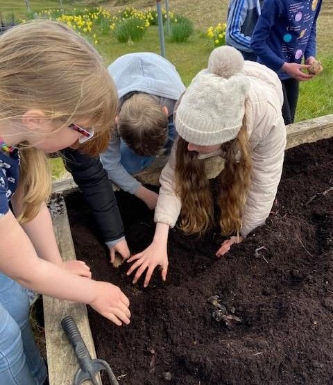 Planting Tatties