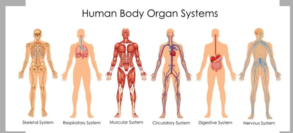 Term 1 Human Body Topic | Scalloway Primary School Primary 6 Class Blog