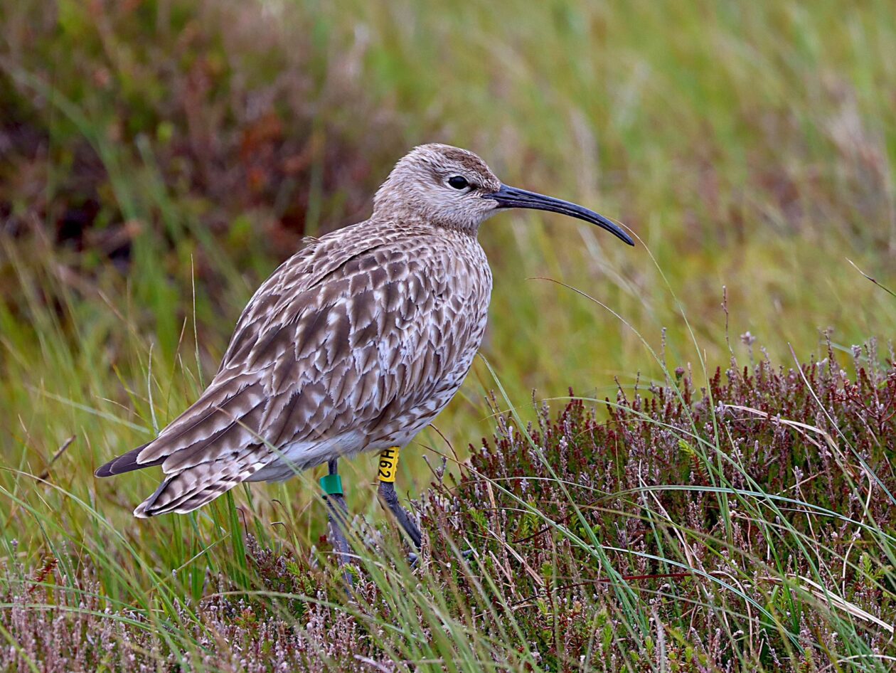 Whimbrel Rspb Biology Field Trip – Whimbrel