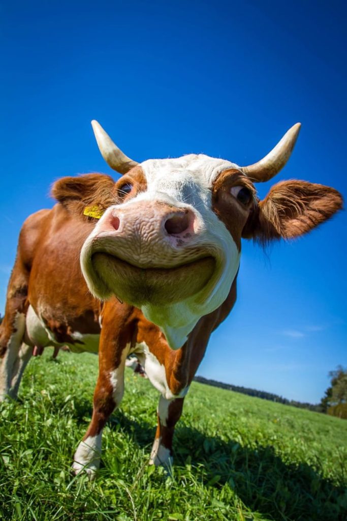 Burping Cows Are Causing Climate Change – Cen – Climate Emergency Newsroom