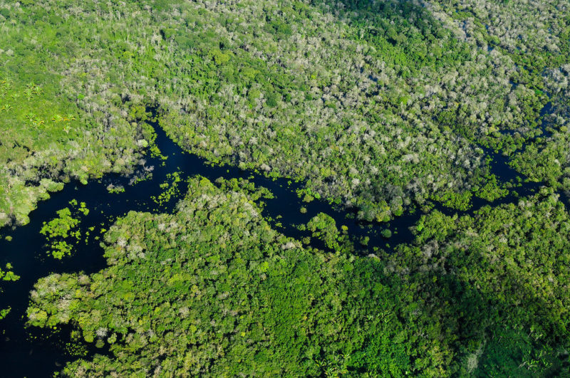 Death By Deforestation – The Amazon Rainforest
