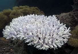 How Is Climate Change Affecting The Ocean? Coral Bleaching.