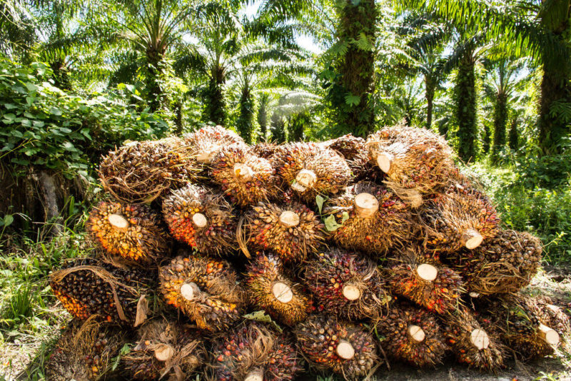 The Perils Of Palm Oil