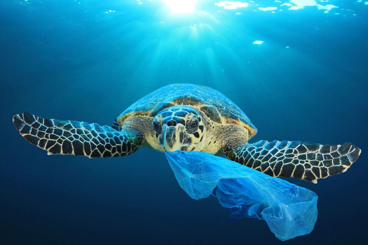 Plastic Pollution Killing Turtles