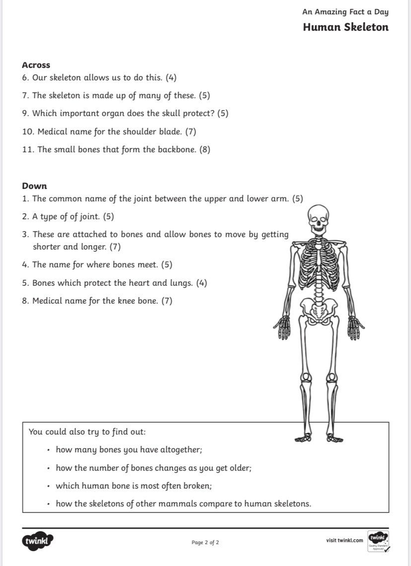 my amazing body the skeletal system borestone primary school