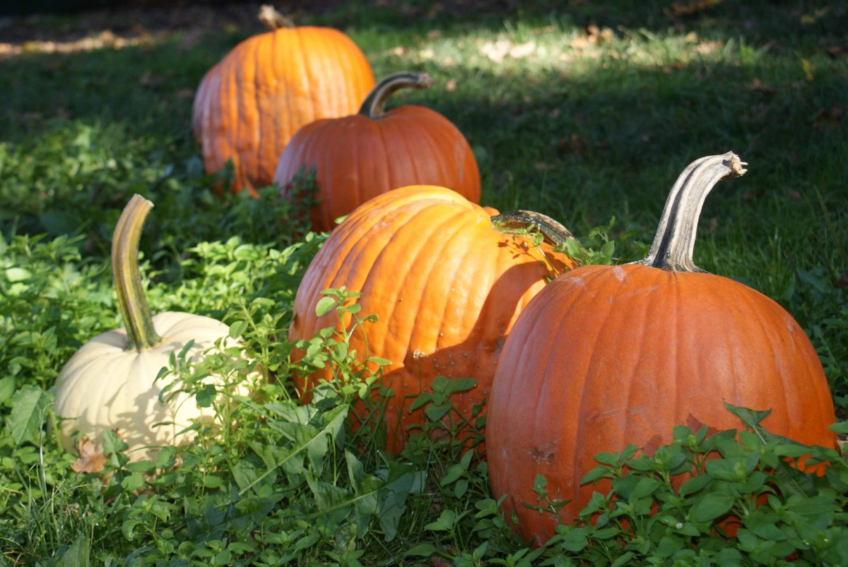 Pumpkin-harvest.-Photo-by-Patti-Long-FarmMade.-10 | Livingston Village ...