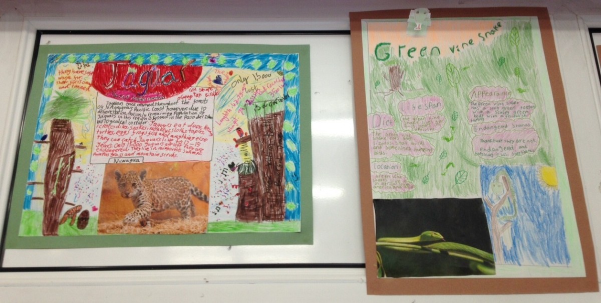 P5/4 Rainforest Animal Fact Files | mcps