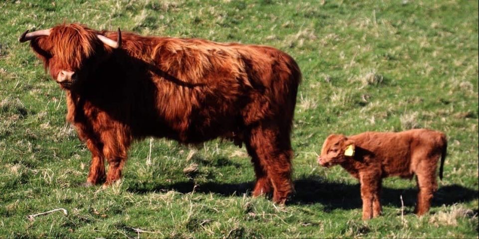highland heifer calf